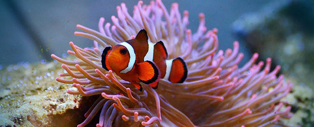 pixabay / congerdesign pixabay / congerdesign